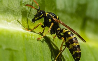 Découverte des espèces de guêpes et d’abeilles