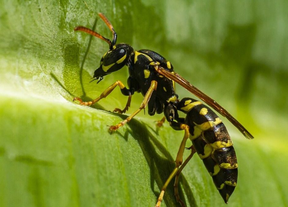 Découverte des espèces de guêpes et d&rsquo;abeilles