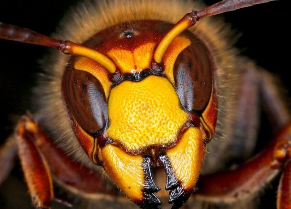 Comment faire fuir les frelons et les guêpes de votre maison