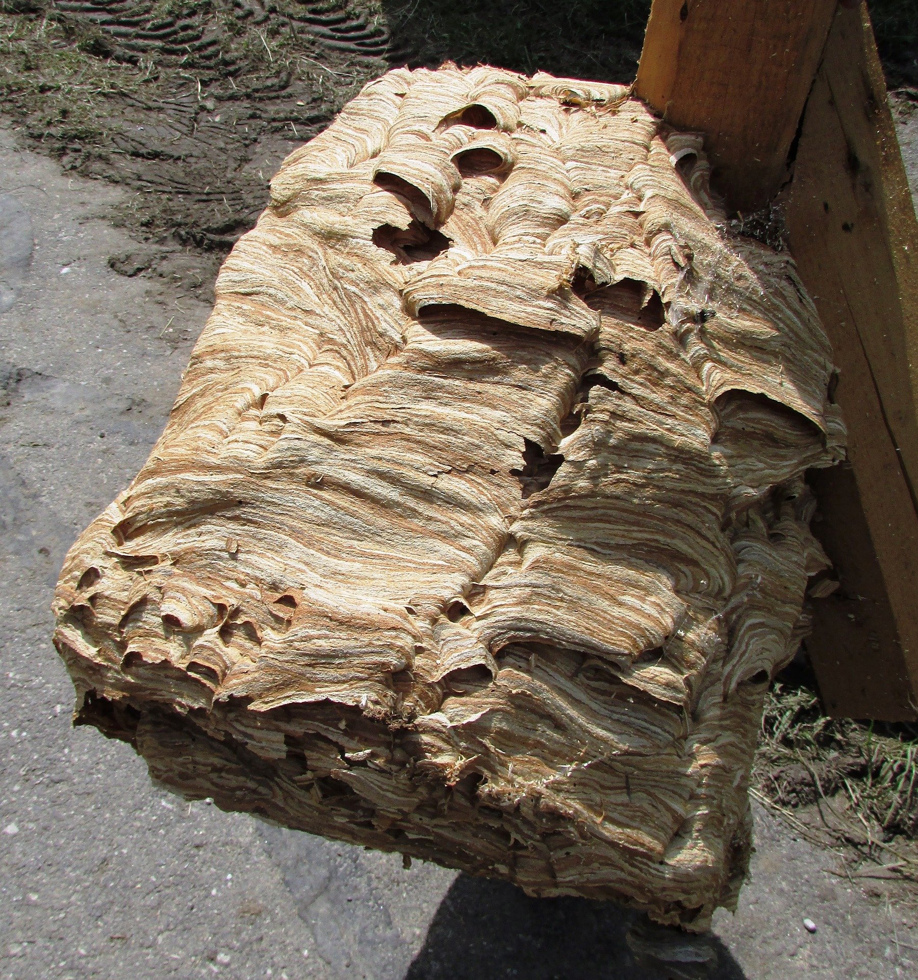 nid de frelons guepes qui paye