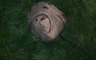 La Chapelle-Neuve : la destruction de 14 nids de frelons asiatiques en 2020