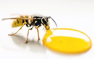 Pourquoi les guêpes ont été si nombreuses en 2020 ?