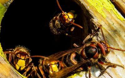 Nid de frelons : Un septuagénaire tire au fusil en Gironde