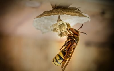 Première destruction d’un nid de frelons géants (vespa mandarinia) aux États-Unis