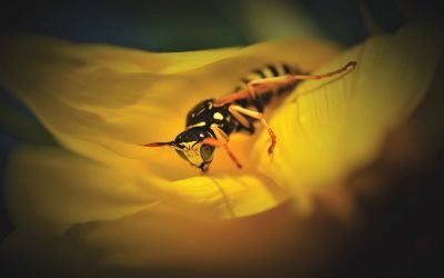 Un virus utilisé par une guêpe parasite a colonisé tous ses chromosomes