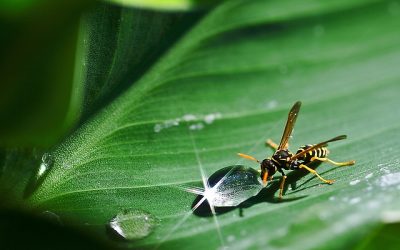 Les guêpes : comment fabriquent-elles leur nid ?