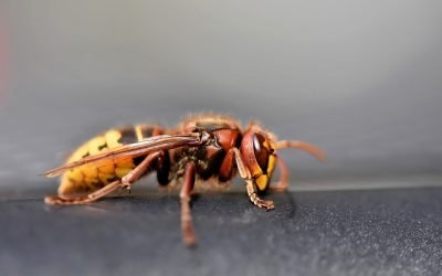 Haute-Savoie : L’invasion effrayante du frelon asiatique se poursuit !