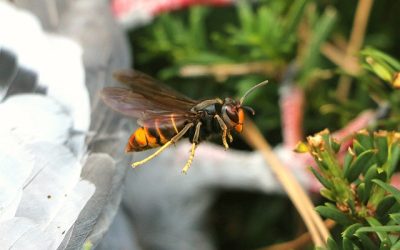 Pourquoi faut-il éviter d’écraser un frelon asiatique ?