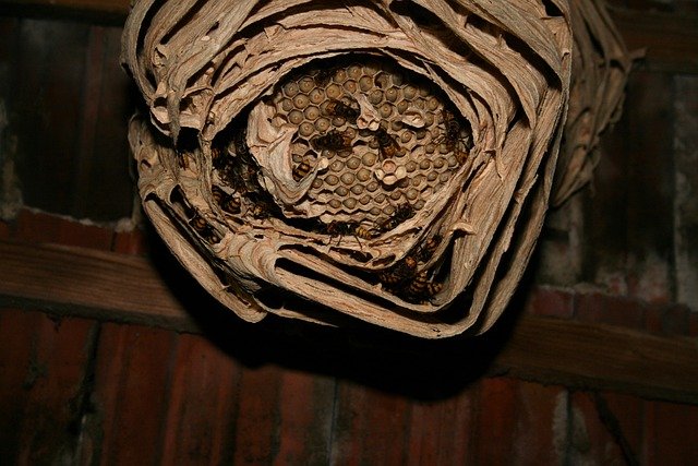 Les nids de frelons asiatiques doivent être détruits avant la fin de l'hiver