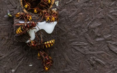 Quelles sont les différences entre le frelon asiatique et le frelon européen ?