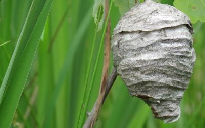 Comment différencier un nid de frelons et un nid de guêpes ?