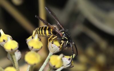 Pourquoi une piqure de guêpe peut être mortelle ?